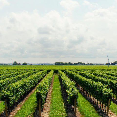 Vini Bio e Naturali